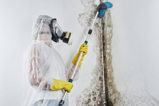 Best Mold Remediation for Specific Building Types in Rlsbad, CA