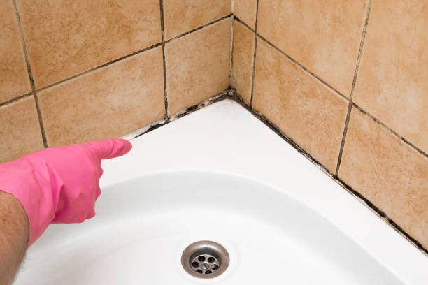 Best Emergency Mold Remediation in Rlsbad, CA